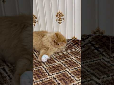 Kitten’s Hilarious Playtime with Shopper Ball – Too Cute to Miss! 🐱🎾