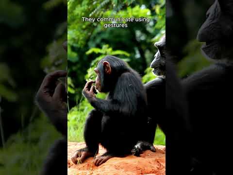 Life of a Chimpanzee: Daily Habits and Amazing Facts #animalkingdom #wildlifeconservation