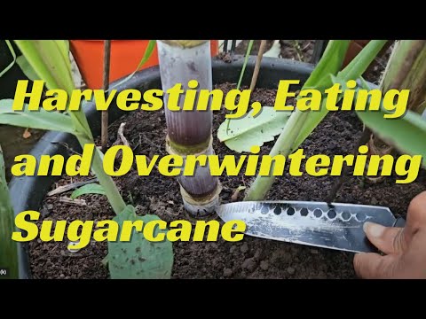 Harvesting, Eating and Overwintering Sugarcane