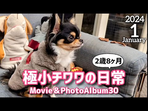 【アルバム】愛犬チワワ2歳8ヶ月☆2024年1月まとめ☆Movie＆PhotoAlbum30