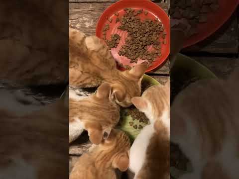 ASMR Cat Eating #orangecat #cutecat