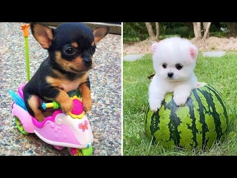 Baby Dogs 🔴 Cute and Funny Dog Videos Compilation #5 | 30 Minutes of Funny Puppy Videos 2021