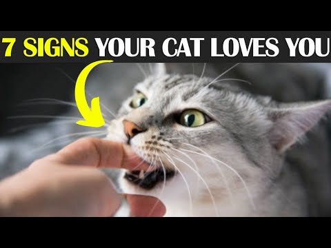 7 Signs Your CAT LOVES YOU