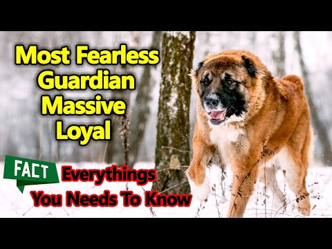 Caucasian Ovcharka - In 2 Minutes! Most Fearless, guardian, massive, loyal dog |