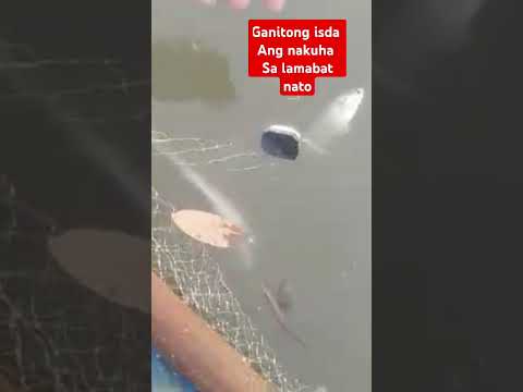 LIBRE NA ANG ULAM#netfishing #netfishingvideos #shortsyoutube  #satisying