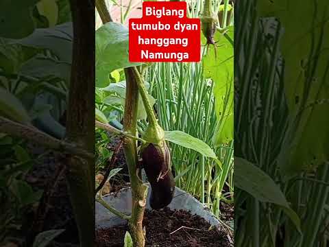 Ayan may bunga na,!#talong #eggplants #satisying , #garden