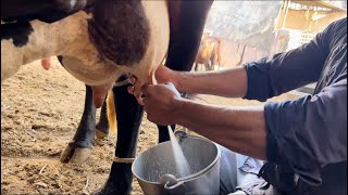 Live cow 🐄 milking || Top milking speed by hand 🤚 #milk #cow_milking @dairyvloge8514