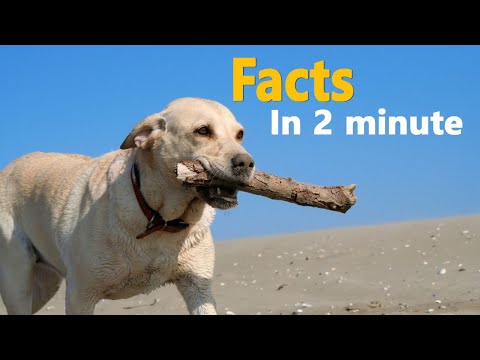 Labrador Retriever - In 2 Minute! Most Versatile, loyal, intelligent dog! | Dogmal