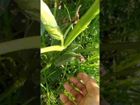 Okra Harvesting #gardening #ideas #greenskeeper