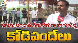 కనుమ పండుగ వేళ జోరుగా సాగుతున్న కోడిపందేలు | Cock Fights Is In Full Swing :🔴LIVE