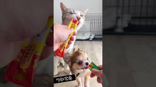 【ロングコートチワワ】チャオチュールを初めてもらうティル！！【Chihuahua】