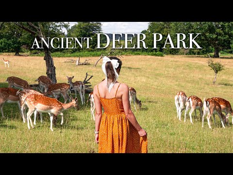 Relaxing English Countryside🌳🦌Peaceful Deer Walk in Knole Park, Kent