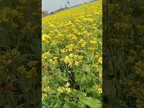 Bees are saving honey from eating village nature scene #chips #asmr #video #chocolate Short# video