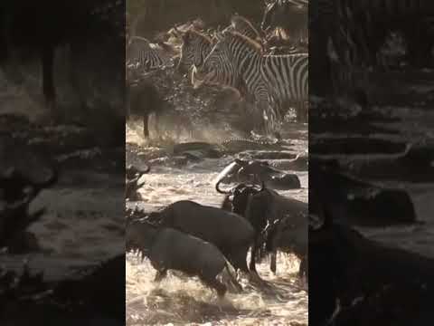 The Terrible Wildebeests Mara River Crossing #shorts