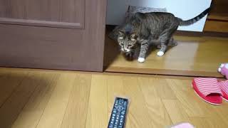 【珍行動？】いつもは そこに ないものに 遭遇した猫