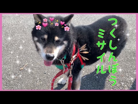 【黒柴・保護犬】つくしんぼう付けたよ