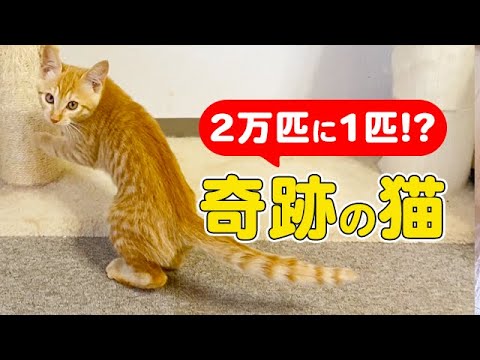 実は珍しい保護猫ちゃんでした♪