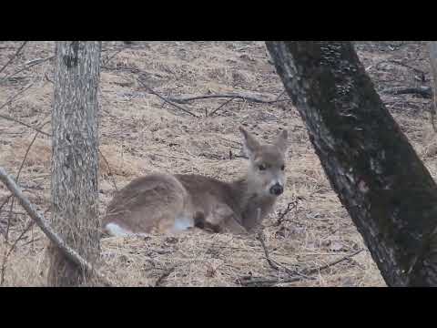 Resting Deer