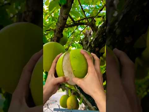 LETSGOGREEN | Fruit Cut | Trending Short #shorts #short #shortvideo #youtubeshorts  #status  #nature