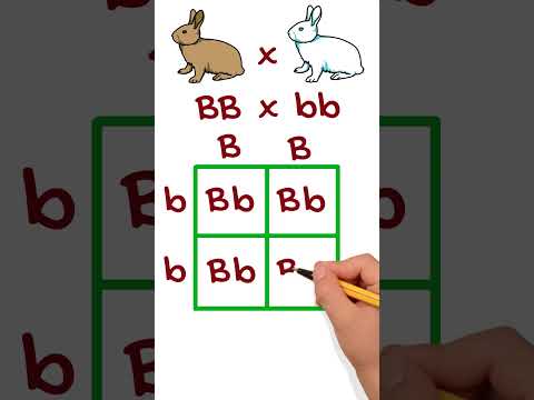 Simple Genetic Cross Example Using Punnett Squares #punnettsquare #genetics