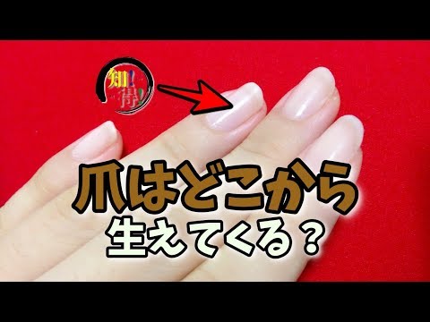 ◆知っ得◆雑学　爪はどこから生えてくる（伸びてくる）？