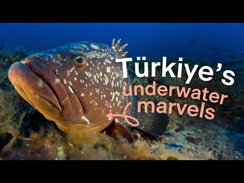 Restoring marine connectivity along Turkey's Mediterranean coast