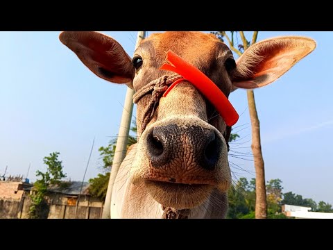 Mooing Cow2025 | Cow sound cow videos |  Animal funny video