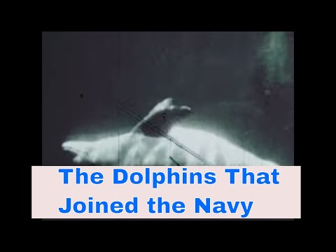 " THE DOLPHINS THAT JOINED THE NAVY " 1964 U.S. NAVY MARINE MAMMAL PROGRAM FILM  (Print 2)  80124