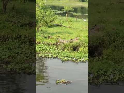 Magnificent crocodiles! 🚢🌿🐊#BoatCruiseAdventure #NatureWonders #CrocodileSighting