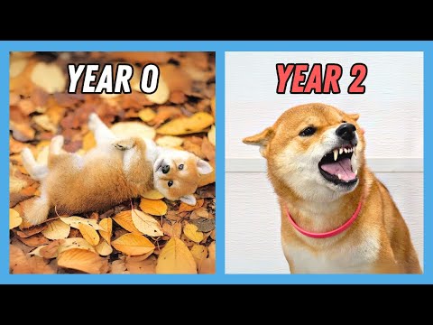 What it’s REALLY like owning a Shiba (not what you think)