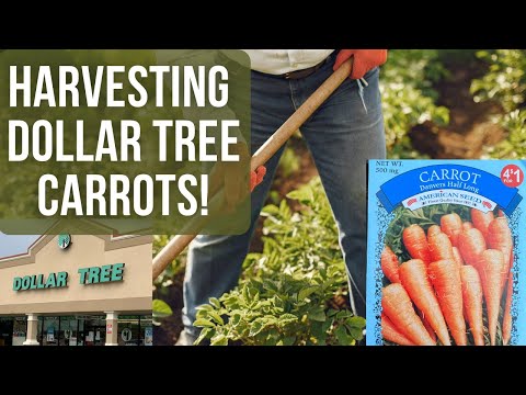 Vegetable Gardening on a Dollar Tree Budget: Beginner-friendly Carrot Harvest in Grow Bags | 2023