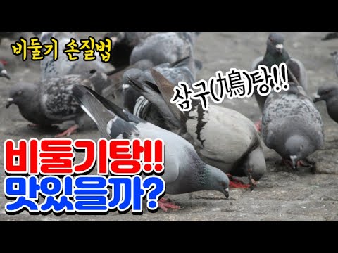 #36 [귀촌 브이로그] 비둘기로 요리하면 맛있을까?