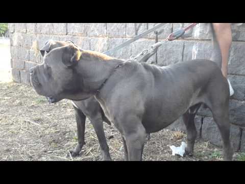 Dog Italian mastiff cane corso biggest big huge cane corz 15 mes