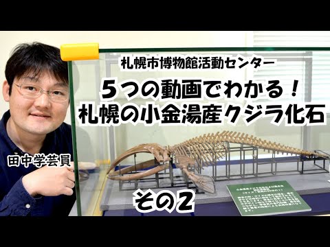 ５つの動画でわかる！札幌の小金湯産クジラ化石その２　イルカとクジラのちがい？ハクジラの歯をみてみよう