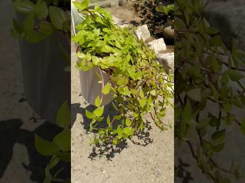 Turtle vine से सजाए अपना garden 🏡 #garden #gardening #ideas #terracegarden