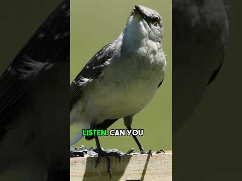 Beautiful Northern Mockingbird Song - Nature Videos for Kids