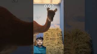 #vishalvlogs123 #animals #funny #canyouspotit #challenge #mrbeast #wildlife #gaming #comedy