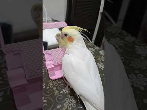 Adorable Cockatiel Milo's Cute Singing Moments 🎶🦜 #cockatielscraze #birdsinging #cutepets