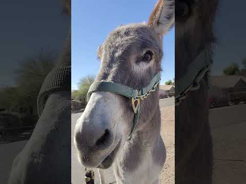 Sancho going for a walk 1/6/25 being a good boy #donkeytraining #donkey