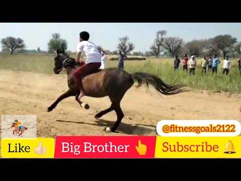 horse runing video || horse race video || #shorts #animal #horse