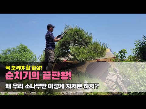 꼭 보셔야 할 영상! 순치기의 끝판왕.. 왜 우리 소나무만 이렇게 지저분 하지?