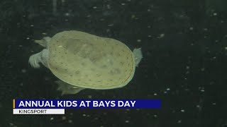 Kids explore nature, paint rocks and more at Bays Mountain’s Kids at Bays Day