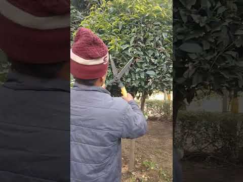 Pruning #shaping#plants#botany#gardening