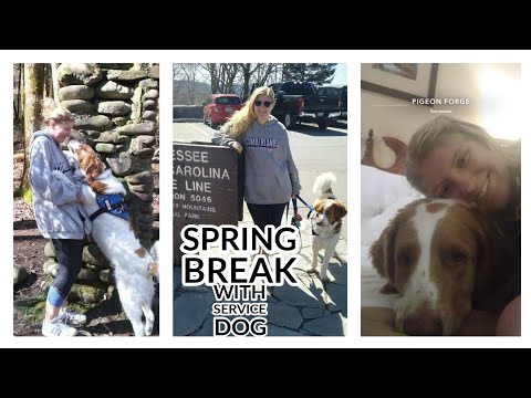 Spring Break 2021.....with a Service Dog!! | Winston