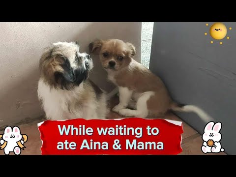 While waiting to ate Aina & Mama #shihtzu #cutiepuppies #manbestfriend