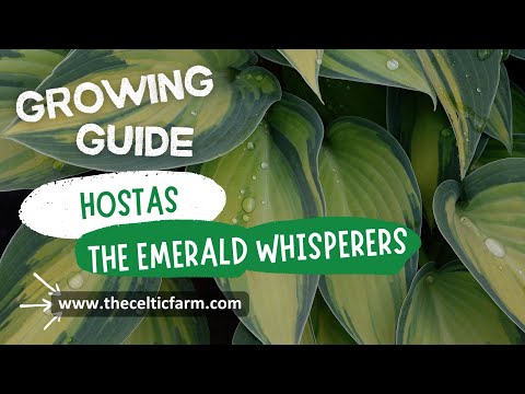 Hostas 101: Your Ultimate Guide to Growing Shade-Loving Beauties 🌿