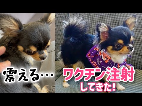 【チワワ】2歳5ヶ月☆混合ワクチン接種とシャンプーをしに病院へ行った日の出来事