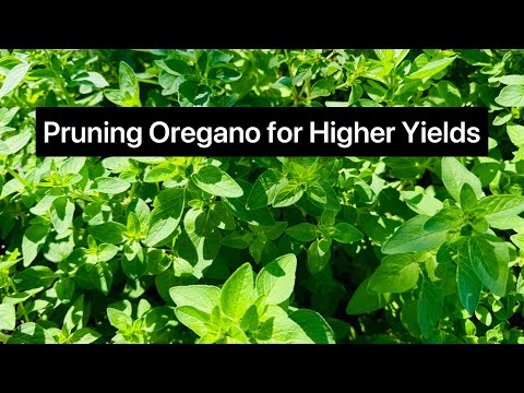 Pruning Oregano For Higher Yields