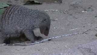 Banded Mongoose Eating Bug Denver Zoo