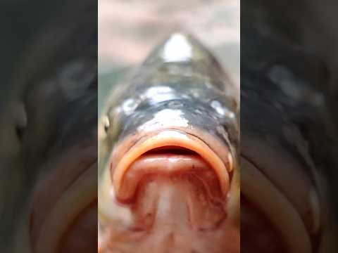 Cute carp #fish #shorts #short #youtubeshorts #youtube #shortsfeed #shortvideo #viralshorts #viral